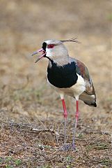 Southern Lapwing